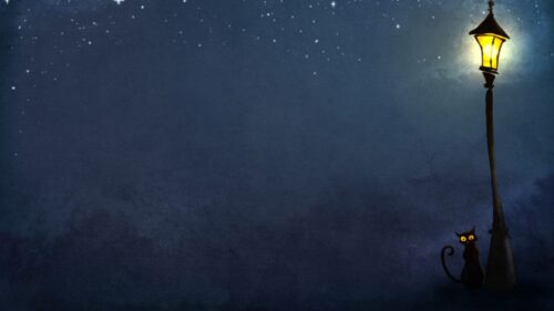 Cat, Night, Lights Wallpapers Free Download
