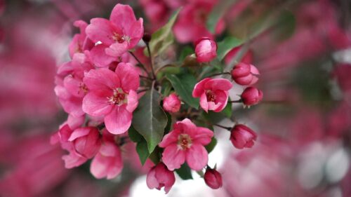 Color, Pink, Petals, Plant HD Wallpapers Download