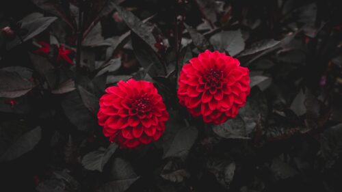 Dahlia, Buds, Red Free Wallpapers Download