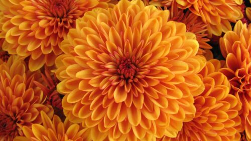 Dahlia, Orange, Bud Free Wallpapers Download