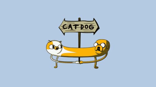 Dog, Cat, Arrow HD Wallpapers Free Download