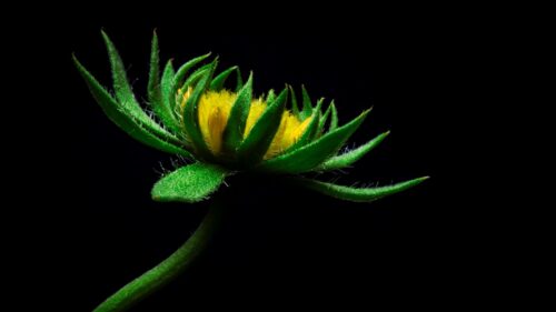 Flower, Sunflower, Artificial HD Wallpapers Free Download