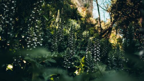 Flowers, Plants, Wild HD Wallpapers Free Download