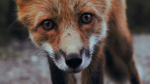 Fox, Cub, Muzzle HD Wallpapers For Desktop