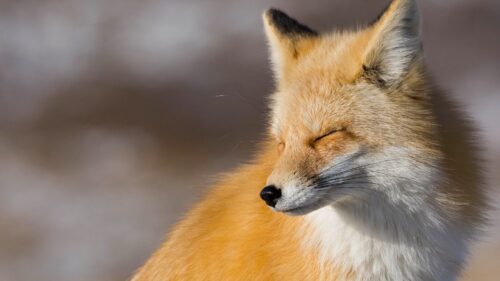 Fox, Look, Muzzle HD Wallpapers For Desktop