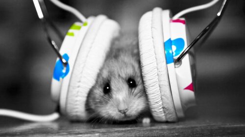 Funny, Music, Little, Hamster HD Wallpapers For Desktop