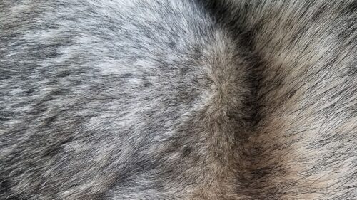 Fur Hair Texture HD Wallpapers For Desktop