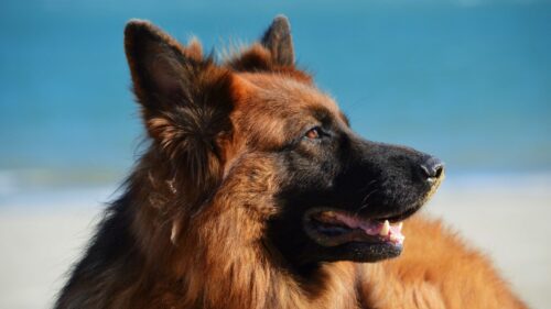 German, Shepherd, Dog, Long, Haired HD Wallpapers For Desktop