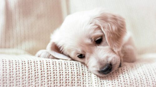 Golden, Retriever, Puppy, Muzzle Desktop HD Wallpapers Free Download