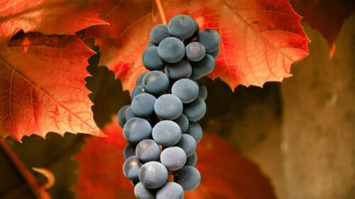 Grapes, Branch, Leaves, Fruit Desktop HD Wallpapers Free Download