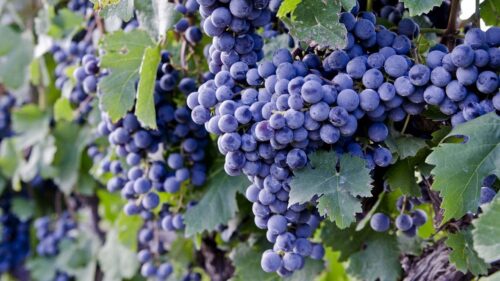 Grapes, Branch, Ripe Desktop HD Wallpapers Free Download
