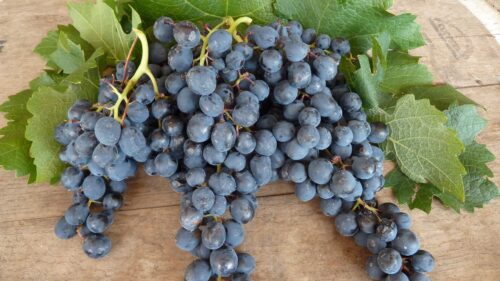 Grapes, Leaves, Berries Desktop HD Wallpapers Free Download