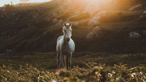 Horse, Grass, Sunlight HD Wallpapers Free Download