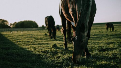 Horse, Grass, Walk HD Wallpapers Free Download