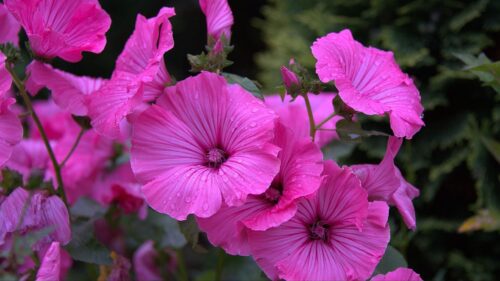 Lavater Flowers, Drops, Flowerbed Great Wallpapers Download