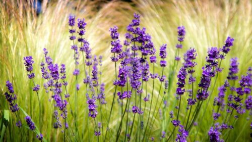 Lavender, Field, Blur, Sharpen Great Wallpapers Download