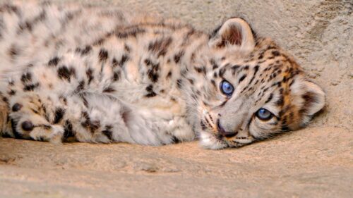 Leopard, Look, Sadness 4K Desktop Wallpapers Free Download