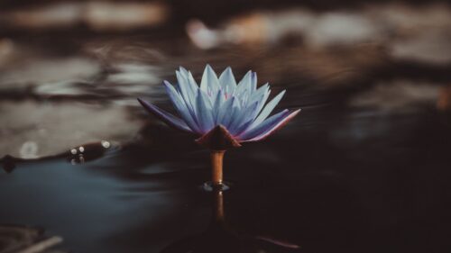 Lily, Flower, Water, Blur HD Wallpapers Free Download