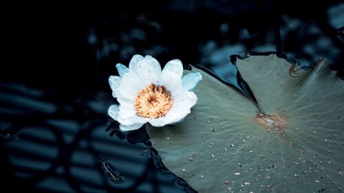 Lily, Flower, White HD Wallpapers Free Download