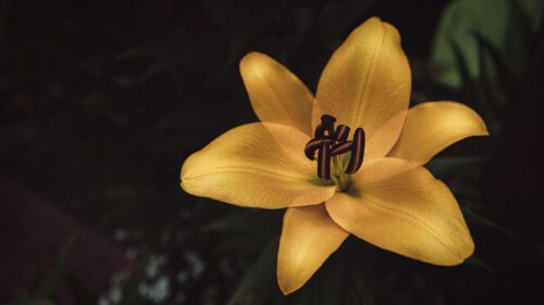 Lily, Flower, Yellow Free Wallpapers Download For Desktop