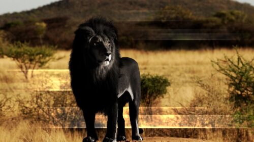 Lion, Black, Lion Mane, Rock Free Wallpapers Download For Desktop