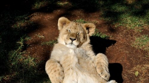Lion, Cub Predator, Rest Free Wallpapers Download For Desktop