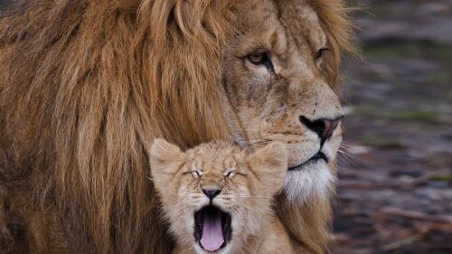 Lion, Cub, Ravenous, Beast, Yawn Free Wallpapers Download For PC