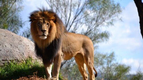 Lion, Grass, Sky, Tree Free Wallpapers Download For PC