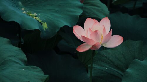 Lotus, Bloom, Leaves Free Wallpapers Download