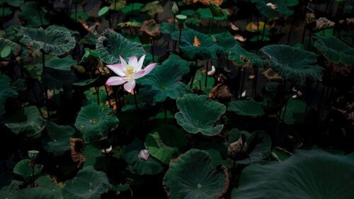 Lotus, Flower, Leaves Free Wallpapers Download