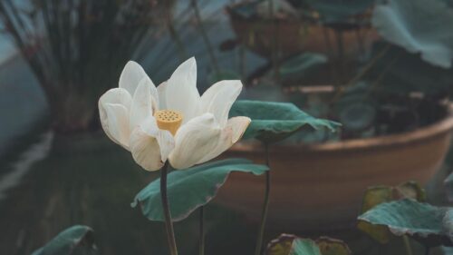 Lotus, Flower, White Free Wallpapers Download
