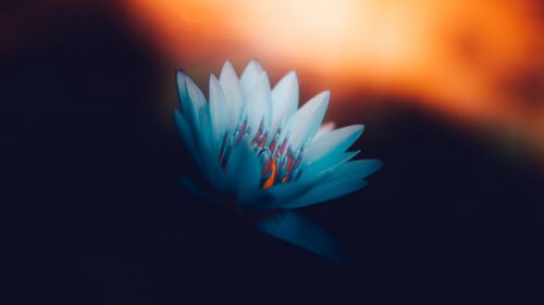 Lotus, Petals, Bloom Free Wallpapers Download