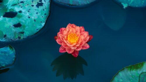Lotus Water, Lily, Water Free Wallpapers Download (2)
