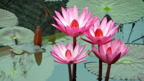 Lotus Water, Lily, Water Free Wallpapers Download