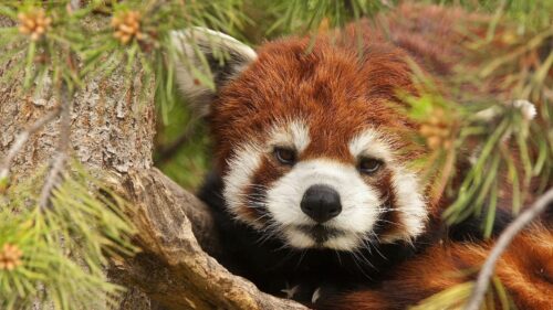 Malaya, Panda, Krasnaya, Panda, Morda Free Wallpapers Download