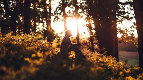 Man, Forest, Sun Free Wallpapers Download