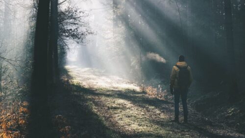 Man, Forest, Sunlight Free Wallpapers Download
