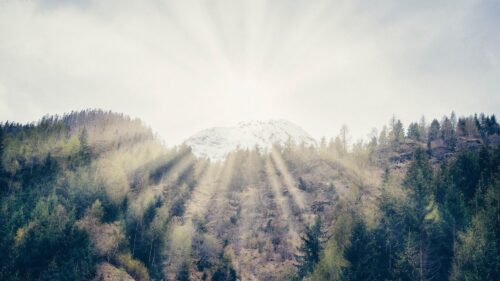 Mountain, Forest, Sunlight Download Free HD Wallpapers