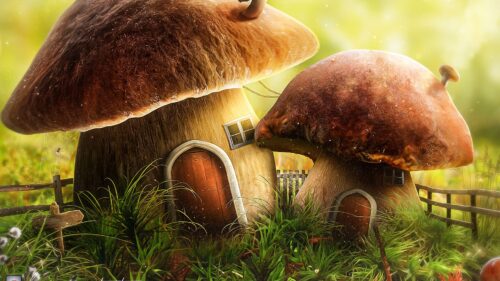 Mushroom, House Desktop Wallpapers Free Download