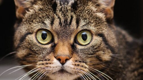 Muzzle, Cat, Whiskers, Eyes Desktop Wallpapers Free Download