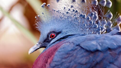Nature, Macro, Bird Wallpapers Free Download