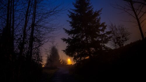 Night, Forest, Fog Wallpapers Free Download