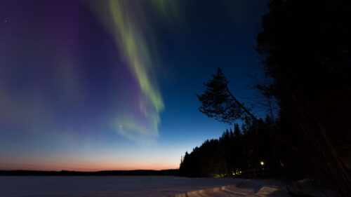 Northern Lights, Winter Forest Wallpapers Free Download