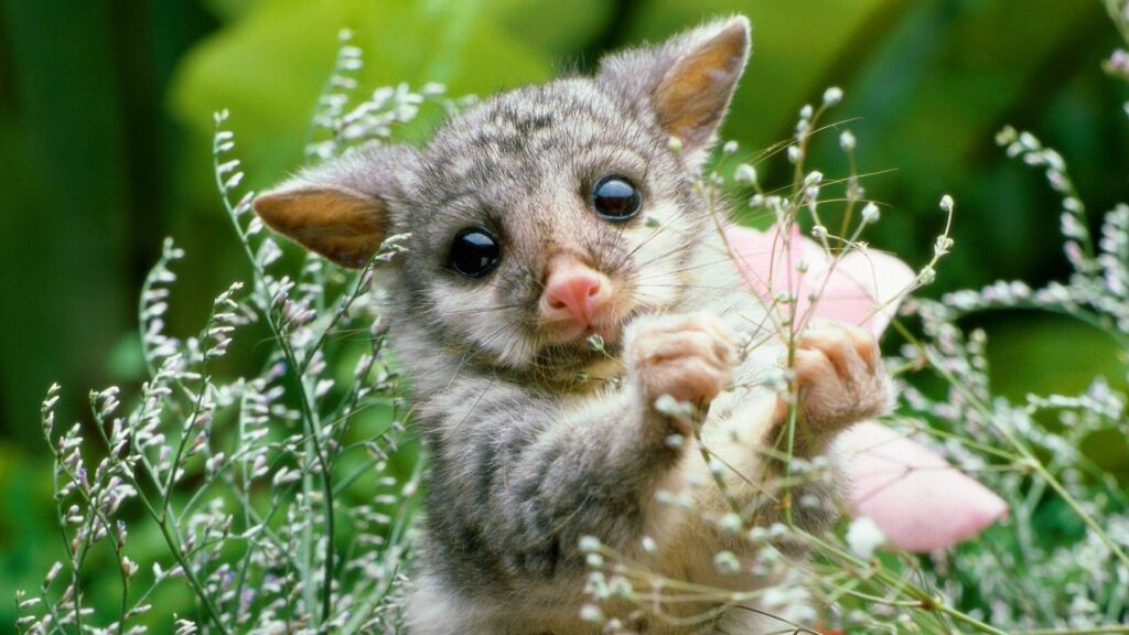 Opossum, Grass, Flowers, Animal Wallpapers Download For Your Device