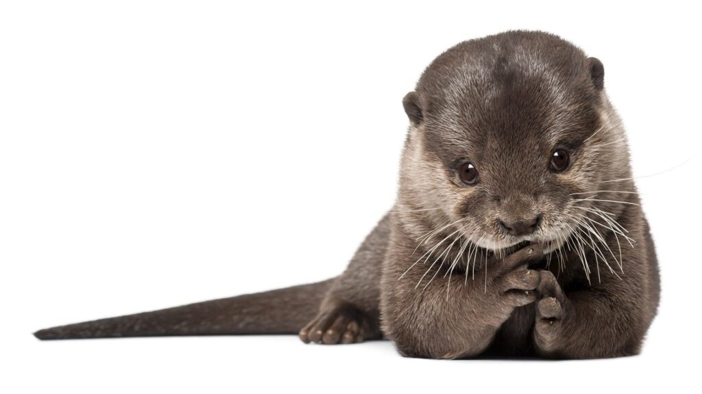 Otter, Animal, Wool Fur, Beautiful Wallpapers Download For Your Device