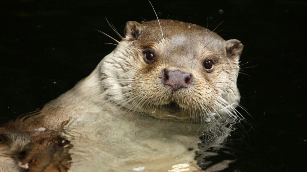 Otter, Water, Swim, Animal Wallpapers Download For Your Device
