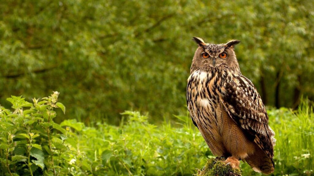 Owl, Birds, Grass, Herbs, Predator Wallpapers Download For Your Device