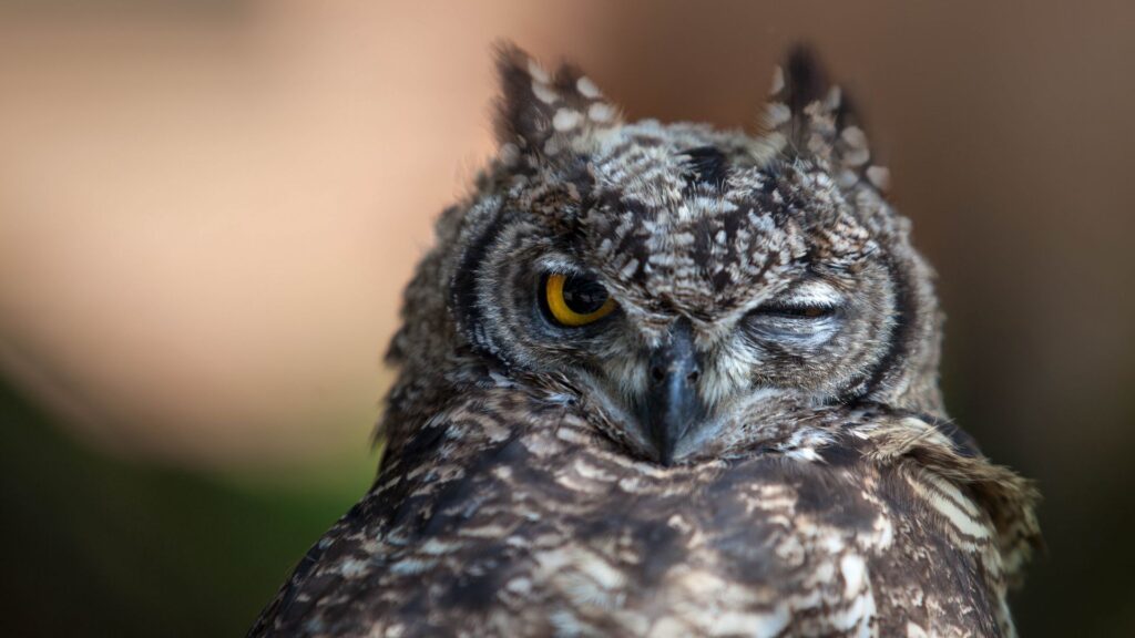 Owl Eyes, Bird, Predator Wallpapers Download For Your Device