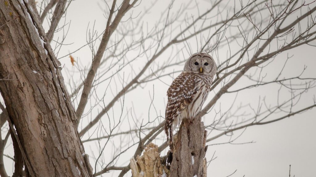 Owl, Forest, Winter, Wood Wallpapers Download For Your Device