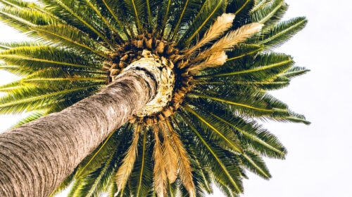 Palm, Bottom, View, Minimalism Wallpapers Download For Your Desktop